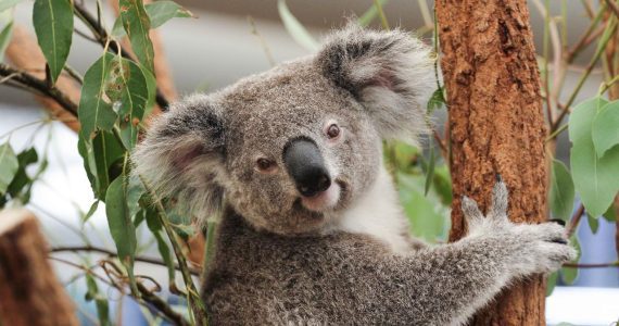 Koala Sanctuary